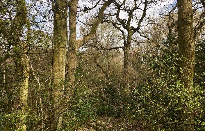 Carr Wood #Stockport