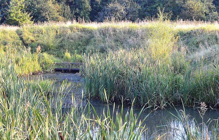 Mersey Vale Nature Park #Stockport