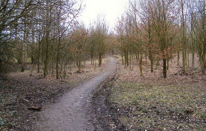 Chesham Woods - GM Walking