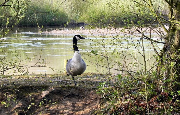 Broad Ees Dole Nature Reserve #Sale #Trafford