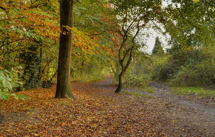 Path to Heaton Mersey Common #Stockport