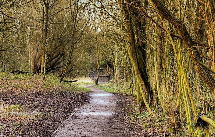 Skitters Wood #Wigan