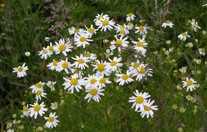 Ashton's Field #Salford