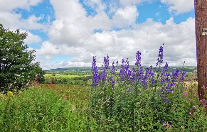Winter Hill from Horrocks Fold