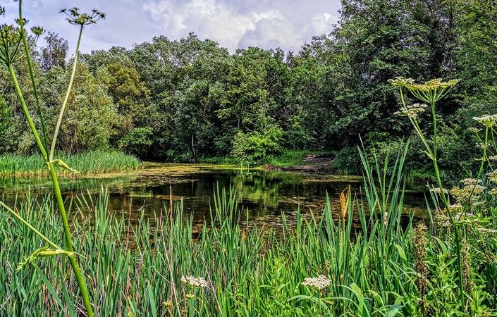 West Timperley (Balfour Road) Nature Reserve, Altrincham